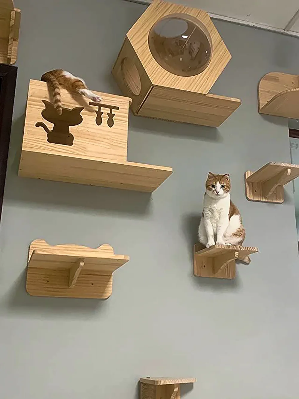 Cat Wall Climbing Shelves Hammock Wooden - Wall Mounted Cat Tree Wooden Shelves