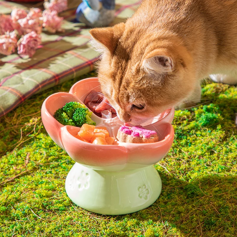 Elevated Ceramic Pet Bowl with - Elevated Ceramic Cat Bowls Tilted Food 评论和价格