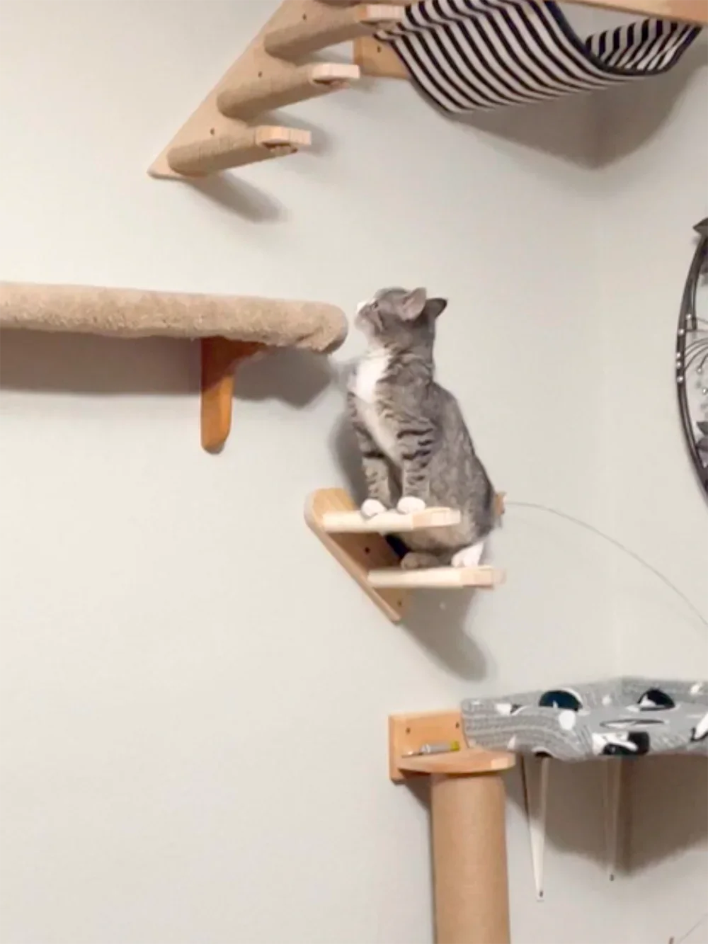 Wall Mounted Cat Tree Wooden S - Cat Wall Climbing Shelves Hammock Wooden 评论和价格